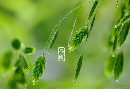 谷雨节气为什么要喝“谷雨茶”？(图1)