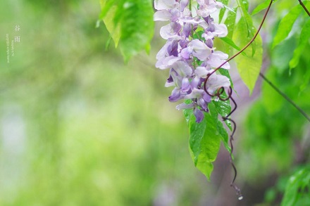 谷雨赏花习俗来自哪里？谷雨赏花赏什么花？(图1)