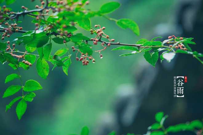 谷雨花是什么花？有什么特点？(图1)