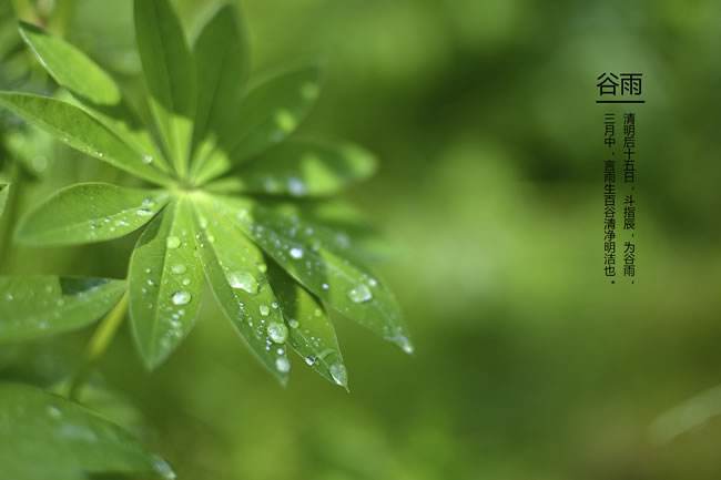 谷雨节气一定会下雨吗？谷雨祭仓颉有什么说法？(图1)