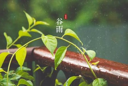 谷雨有什么禁忌事项,能做什么不能做什么？(图1)