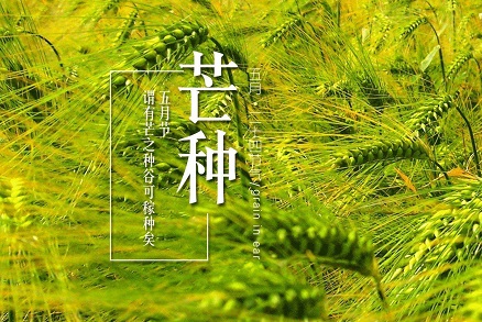 芒种节气是在阳历的几月？芒种是什么意思？(图1)