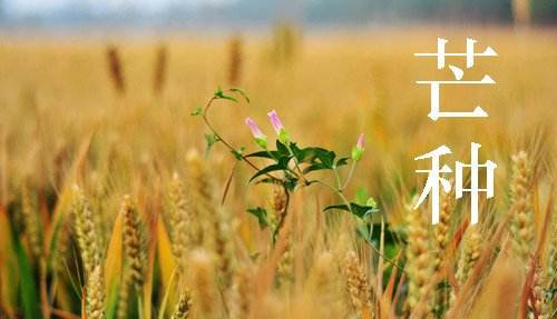 2021芒种节气是什么时候，芒种有何宜忌？(图1)