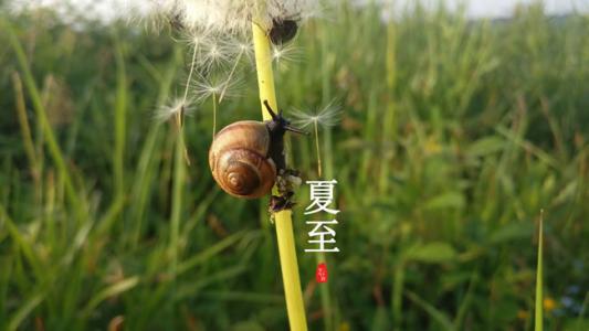 夏至有哪些气候特点 夏至三候是哪三候(图1)