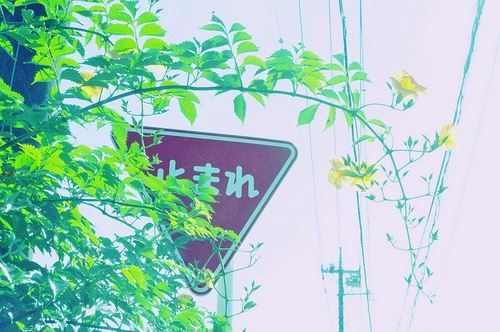 台姓男孩属猪100分名字(图1)