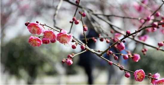 狗年姓师男孩名字大全 属狗师姓男宝宝起名2018(图1)