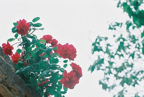 好听的刁姓男孩100分名字(图1)